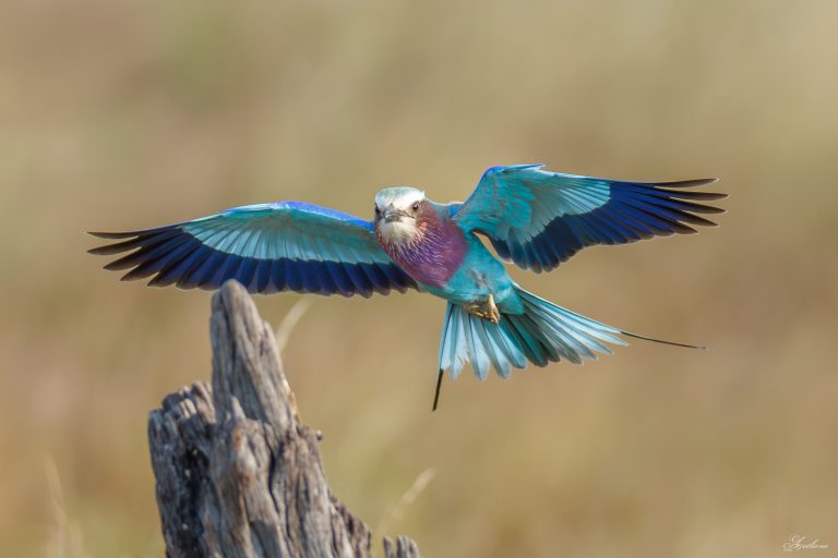 🦜 Les Oiseaux
